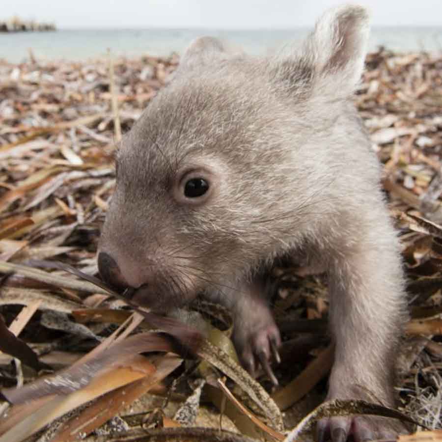 Wildlife